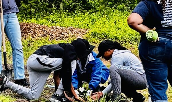 A group of people are working together to plant trees.